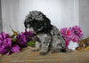 Cockapoo For Sale Dresden OH Male-Dakota