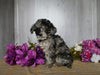 Cockapoo For Sale Dresden OH Female-Destiny