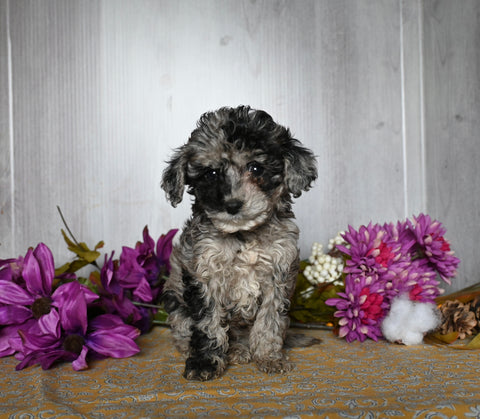 Cockapoo For Sale Dresden OH Female-Destiny