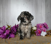 Cockapoo For Sale Dresden OH Female-Destiny