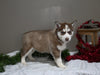 AKC Registered Siberian Husky For Sale Holmesville OH Female-Roxy