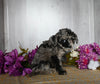 Cockapoo For Sale Dresden OH Female-Destiny
