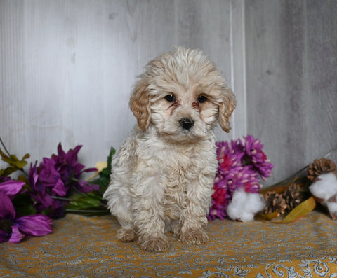 Cockapoo For Sale Dresden OH Male-Dax