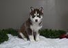 AKC Registered Siberian Husky For Sale Holmesville OH Female-Joy