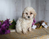 Cockapoo For Sale Dresden OH Male-Dax