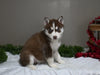 AKC Registered Siberian Husky For Sale Holmesville OH Female-Joy