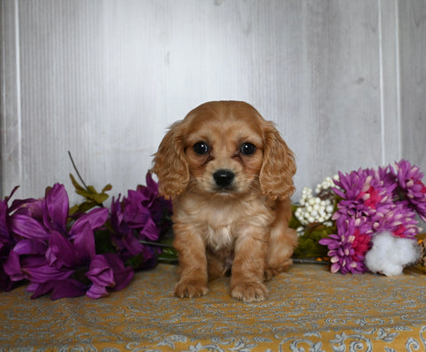Cavachon For Sale Dresden OH Male-Echo