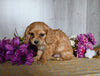 Cavachon For Sale Dresden OH Male-Echo