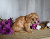 Cavachon For Sale Dresden OH Male-Echo