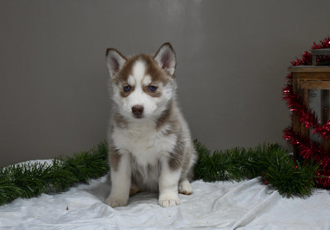 AKC Registered Siberian Husky For Sale Holmesville OH Female-Holly