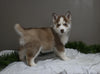 AKC Registered Siberian Husky For Sale Holmesville OH Female-Holly