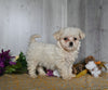 Cavachon For Sale Dresden OH Female-Edith