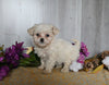 Cavachon For Sale Dresden OH Female-Edith
