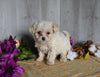 Cavachon For Sale Dresden OH Female-Edith