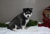 AKC Registered Siberian Husky For Sale Holmesville OH Male-Deni