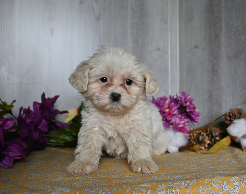 Cavachon For Sale Dresden OH Female-Elena