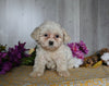 Cavachon For Sale Dresden OH Female-Elena