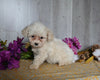 Cavachon For Sale Dresden OH Female-Elena