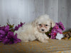 Cavachon For Sale Dresden OH Female-Elena