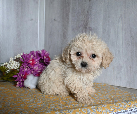 Cavachon For Sale Dresden OH Female-Ella