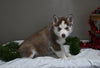 AKC Registered Siberian Husky For Sale Holmesville OH Female-Heidi