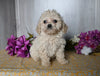 Cavachon For Sale Dresden OH Female-Ella