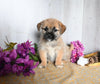 Shiba Inu/ Shih Tzu For Sale Dresden OH Male-Farley