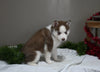 AKC Registered Siberian Husky For Sale Holmesville OH Female-Darla