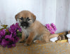 Shiba Inu/ Shih Tzu For Sale Dresden OH Male-Farley