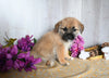 Shiba Inu/ Shih Tzu For Sale Dresden OH Male-Farley