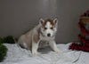 AKC Registered Siberian Husky For Sale Holmesville OH Male-Rudolph