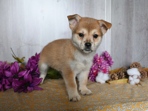 Shiba Inu/ Shih Tzu or Sale Dresden OH Male-Fergus