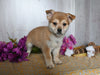Shiba Inu/ Shih Tzu or Sale Dresden OH Male-Fergus