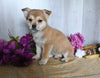 Shiba Inu/ Shih Tzu or Sale Dresden OH Male-Fergus