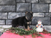 AKC Registered German Shepherd For Sale Millersburg OH Male-Blazer
