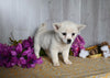 Shiba Inu/ Shih Tzu For Sale Dresden OH Female-Faith
