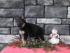 AKC Registered German Shepherd For Sale Millersburg OH Male-Blazer
