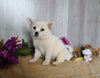 Shiba Inu/ Shih Tzu For Sale Dresden OH Female-Faith