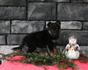AKC Registered German Shepherd For Sale Millersburg OH Male-Benson