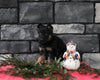 AKC Registered German Shepherd For Sale Millersburg OH Male-Benson