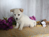 Shiba Inu/ Shih Tzu For Sale Dresden OH Female-Felicity