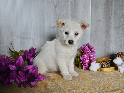 Shiba Inu/ Shih Tzu For Sale Dresden OH Female-Felicity