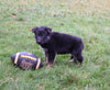 AKC Registered German Shepherd For Sale Millersburg OH Male-Brent