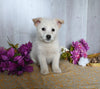 Shiba Inu/ Shih Tzu For Sale Dresden OH Female-Felicity