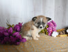Shiba Inu/ Shih Tzu For Sale Dresden OH Female-Fern
