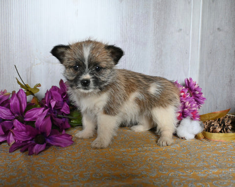 Shiba Inu/ Shih Tzu For Sale Dresden OH Female-Fern