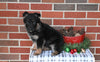 AKC Registered German Shepherd For Sale Millersburg OH Female-Brooklyn