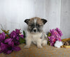 Shiba Inu/ Shih Tzu For Sale Dresden OH Female-Fern