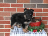 AKC Registered German Shepherd For Sale Millersburg OH Female-Brooklyn