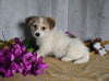 Shiba Inu/ Shih Tzu For Sale Dresden OH Male-Flash